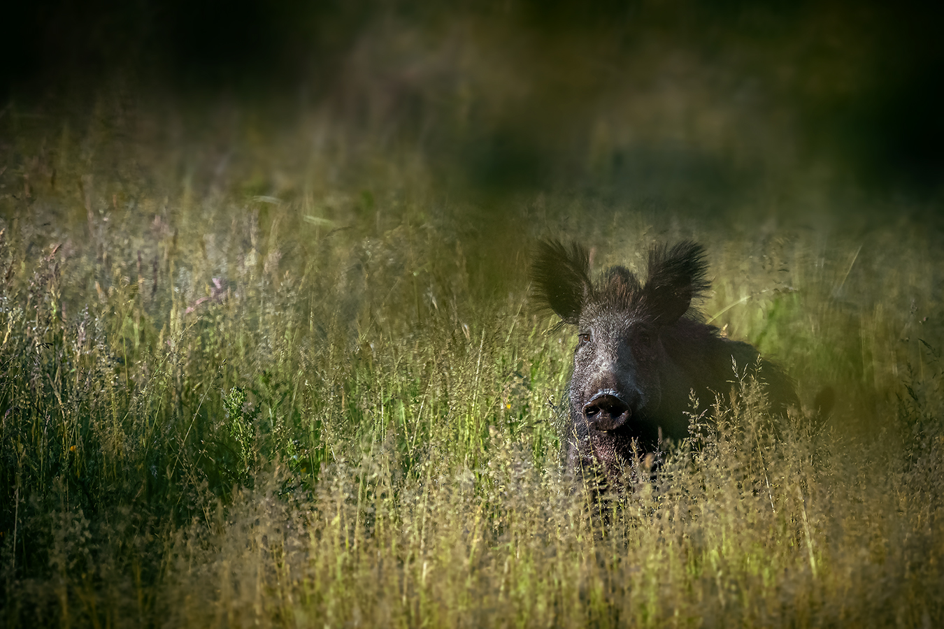 Aufgescheuchte Wildsau