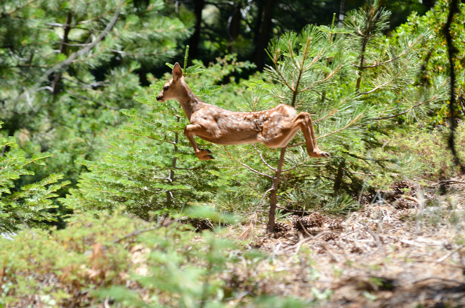 Aufgescheuchtes Jungwild