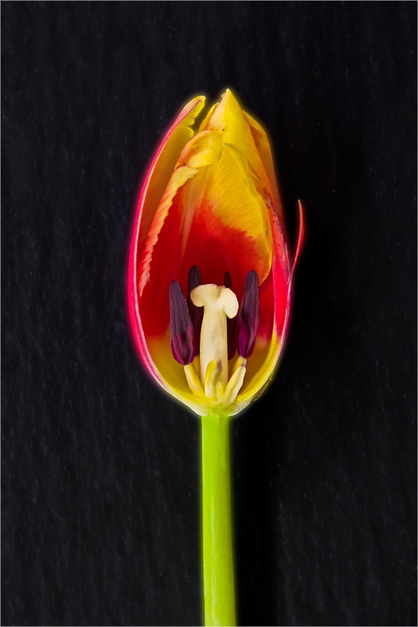 Aufgeschnittene Tulpe