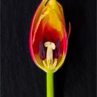 Aufgeschnittene Tulpe