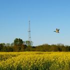 Aufgeschreckt... durch das klicken der Kamera.......