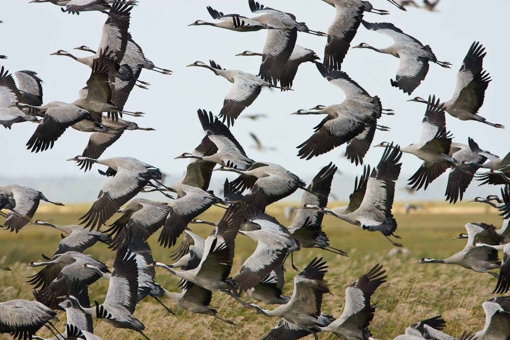 aufgeschreckt durch einen Adler