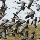 aufgeschreckt durch einen Adler