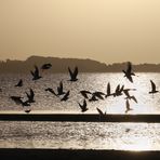 aufgeschreckter Möwenschwarm - scattered flock of seagulls