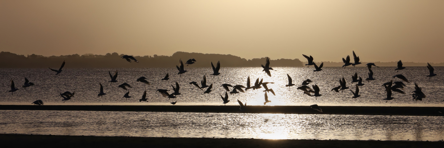 aufgeschreckter Möwenschwarm - scattered flock of seagulls