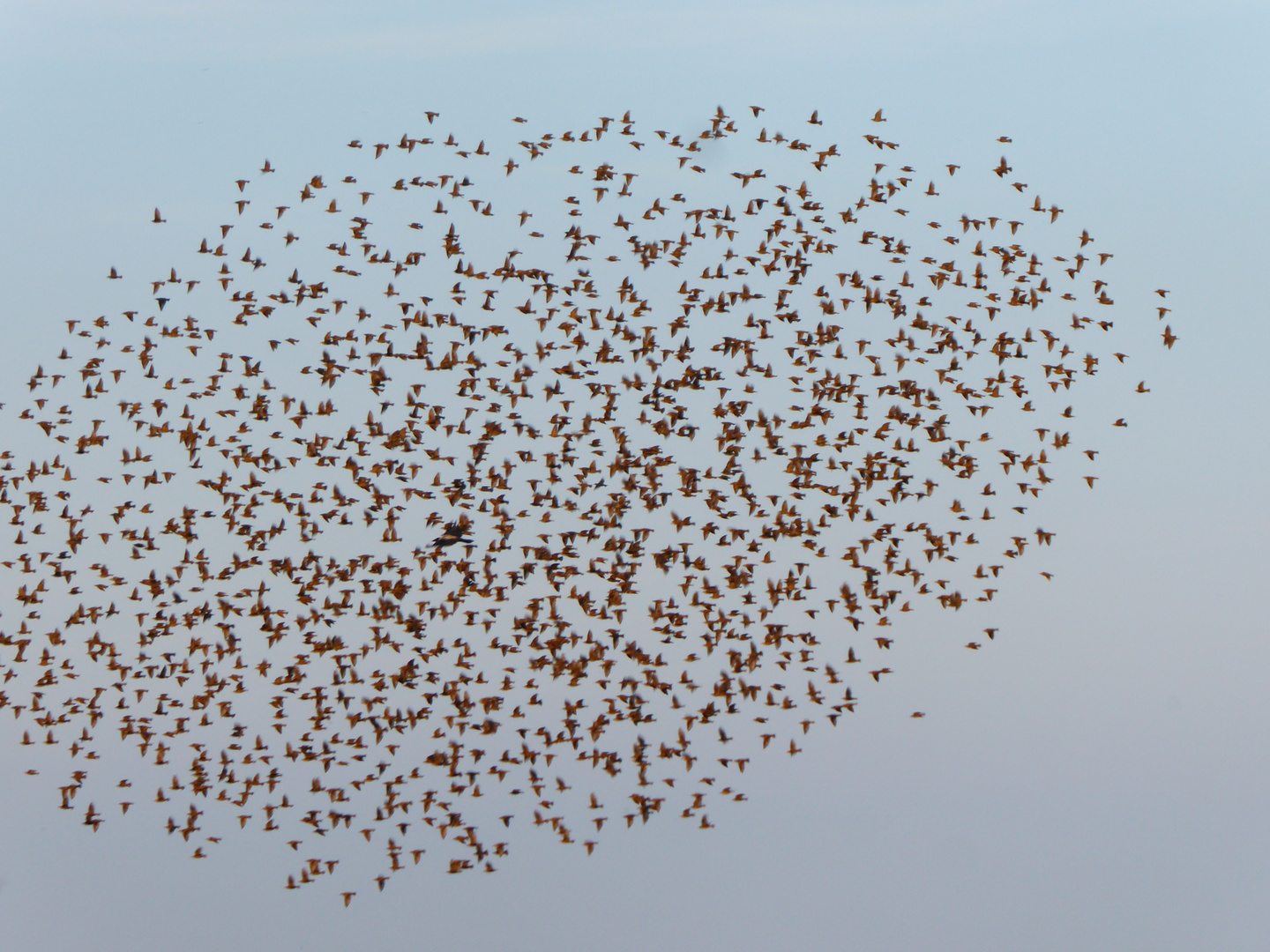 aufgeschreckter Vogelschwarm