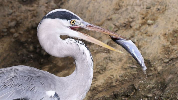 Aufgespießt - und nun?