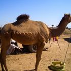 Aufgetakeltes Kamel