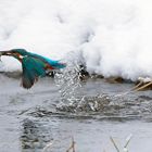 Aufgetaucht .. Eisvogel  (Alcedo atthis) mit Beute