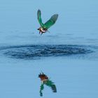 Aufgetaucht .. Eisvogel  (Alcedo atthis) mit Beute 