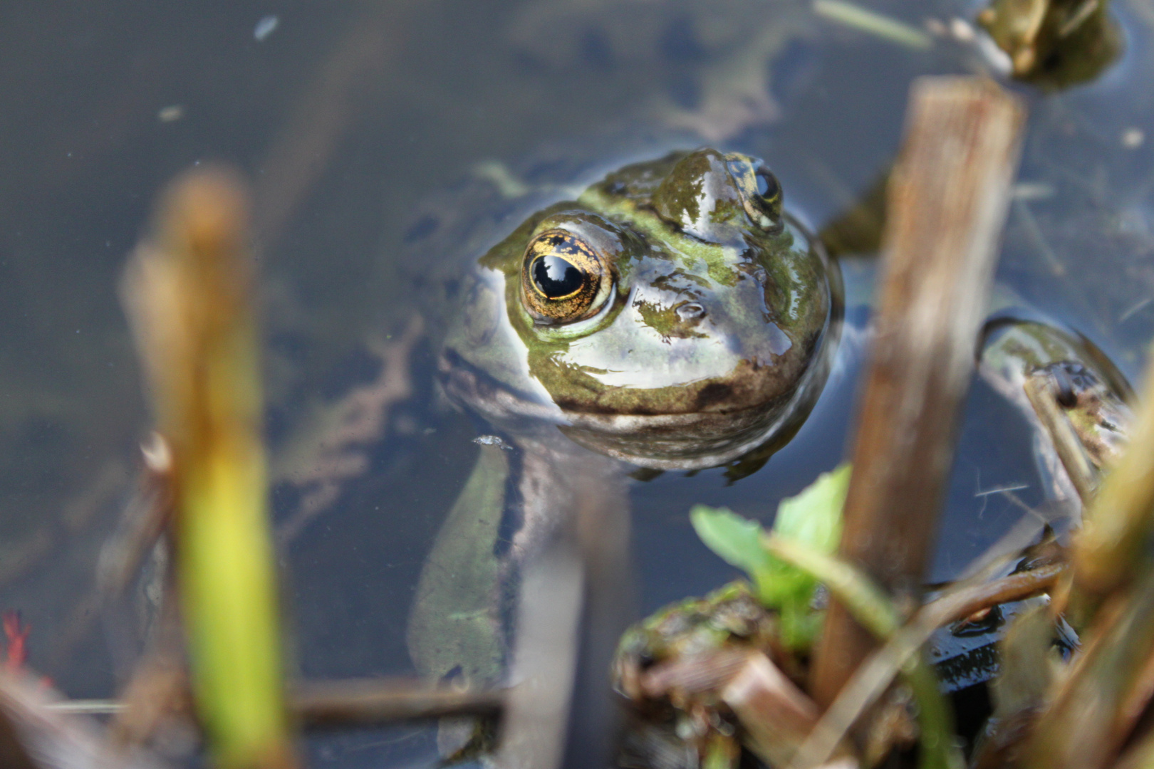 aufgetaucht im Gartenteich