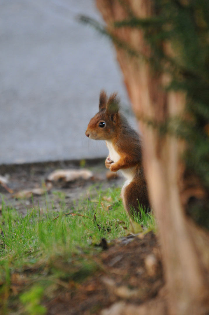 aufgetauchtes Eichhörnchen