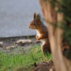 aufgetauchtes Eichhörnchen