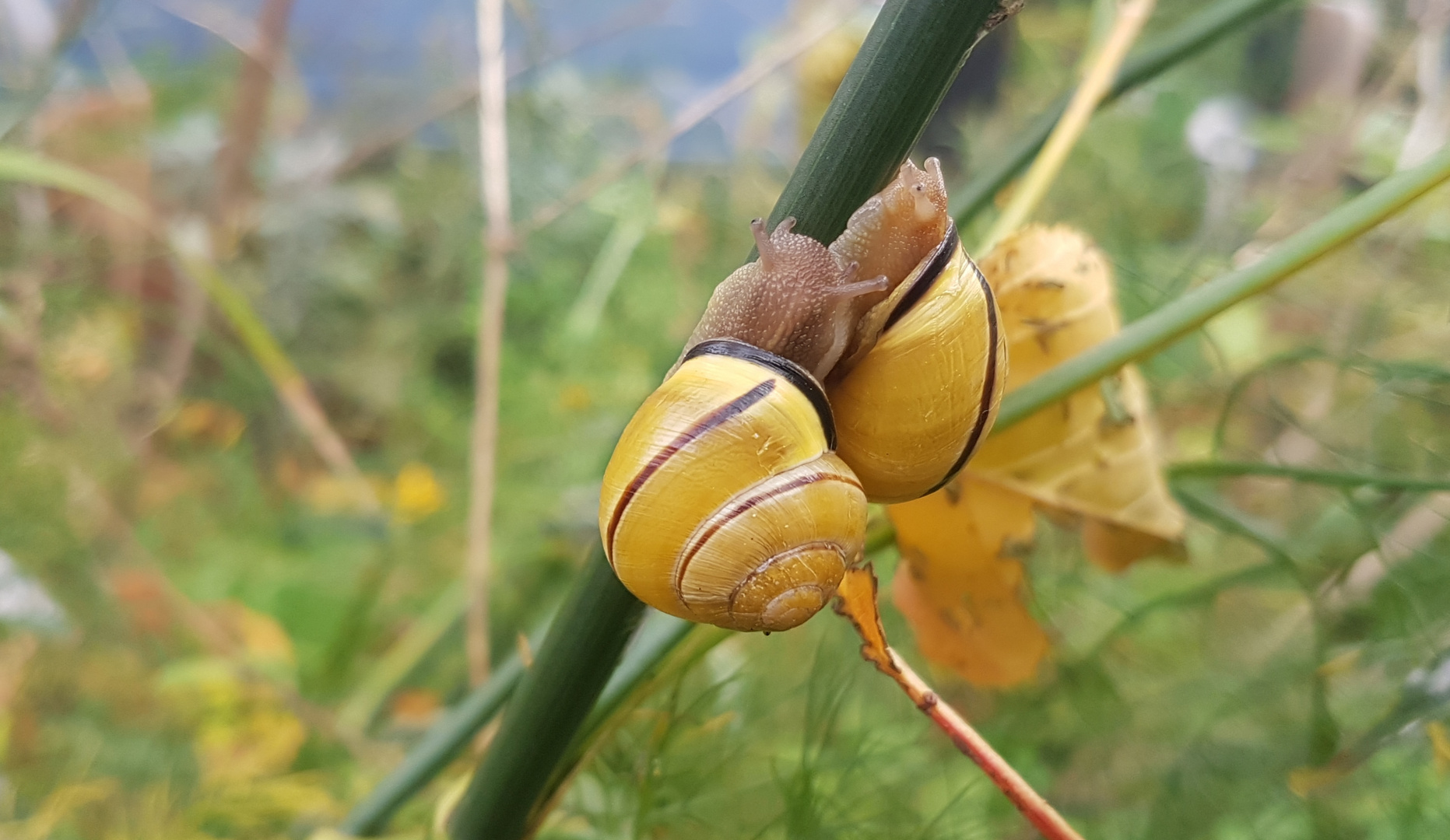 Aufgewacht bänderschnecken