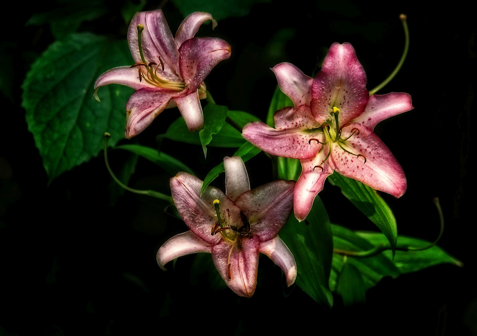 "aufgewecktes Blüten - Trio"