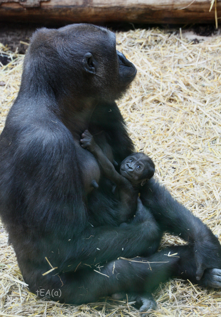 Aufgewecktes Kerlchen