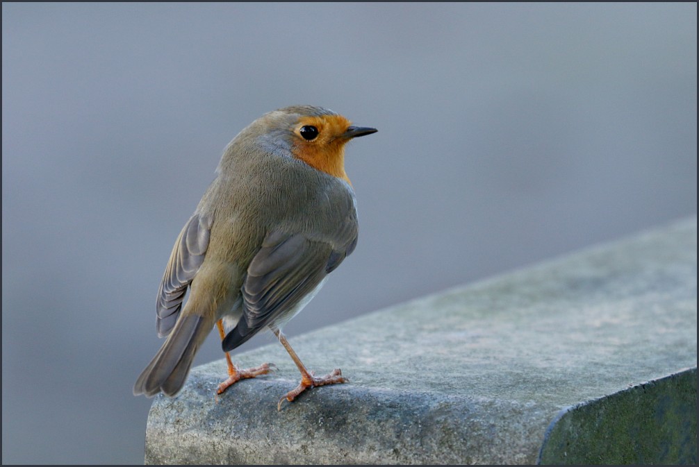 - aufgewecktes Rotkehlchen -