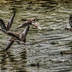 "Aufgewühlter See und die Gänse"