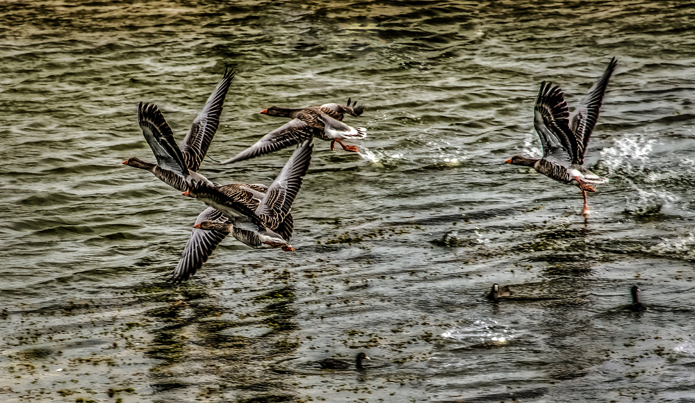 "Aufgewühlter See und die Gänse"