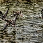 "Aufgewühlter See und die Gänse"