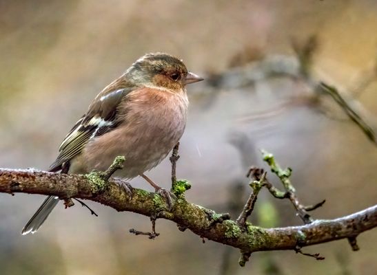 "AUFHÖREN WOLLT ICH AUCH NOCH NICHT"