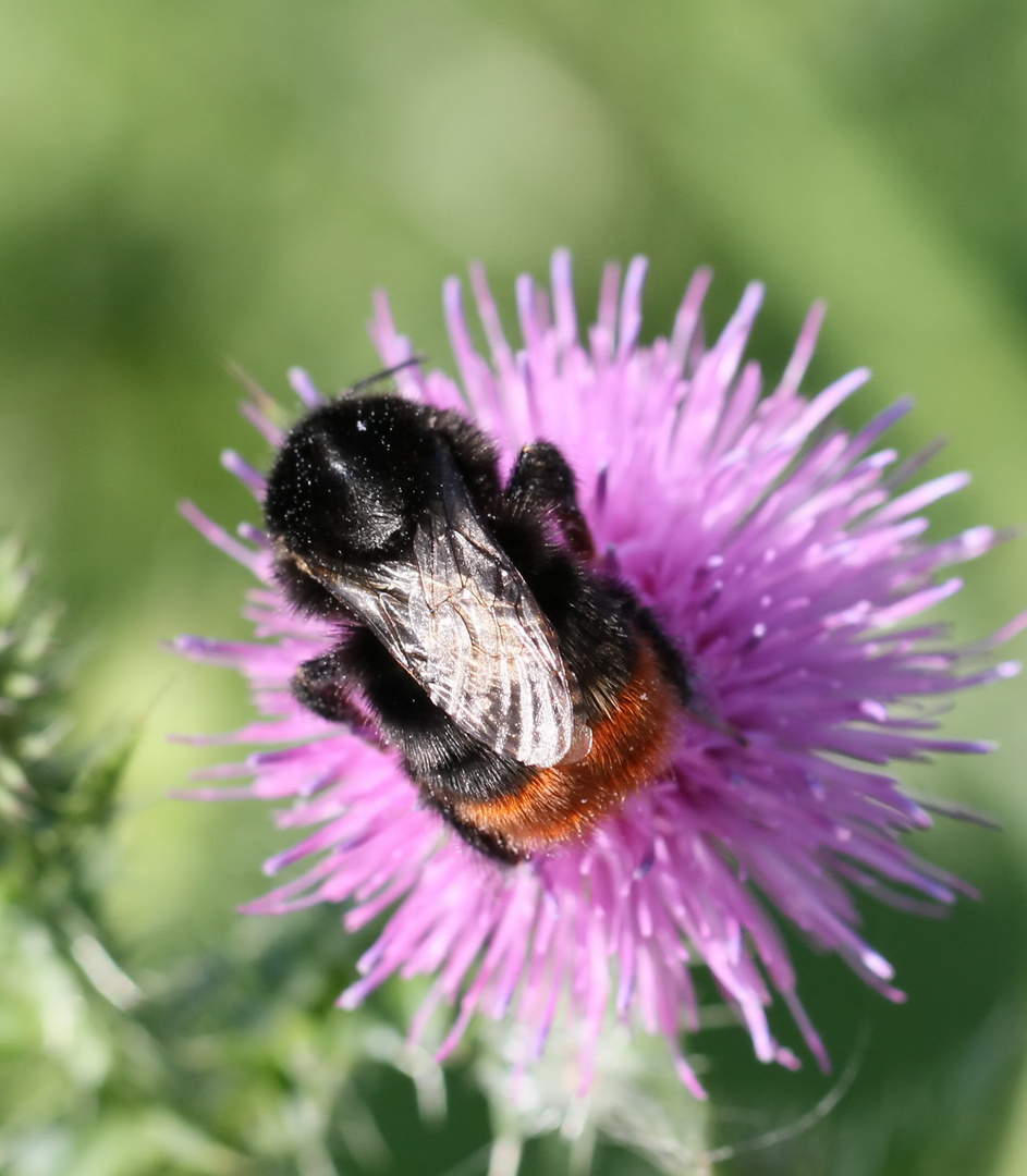 Aufklärung der Steinhummel-Königin