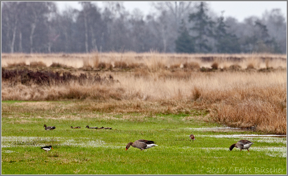 Auflauf im Recker Moor....