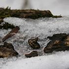 auflösende schneedecke