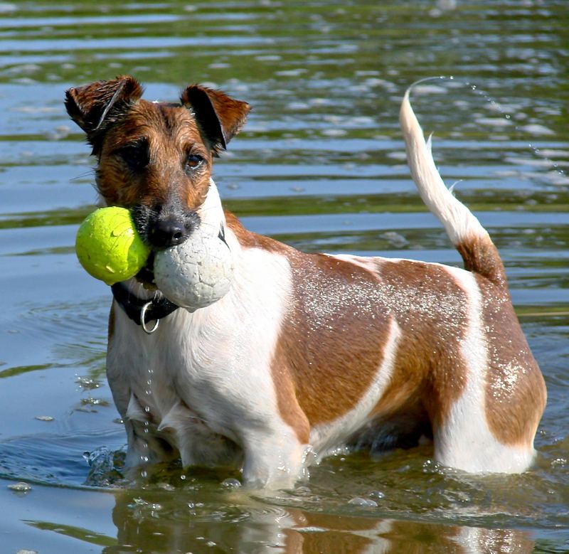 auflösung !!!! axel der balldieb :o))))