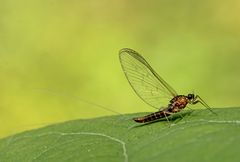 Auflösung Bilderrätsel: die Eintagsfliege