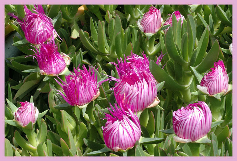 Auflösung des Blumenrätsels