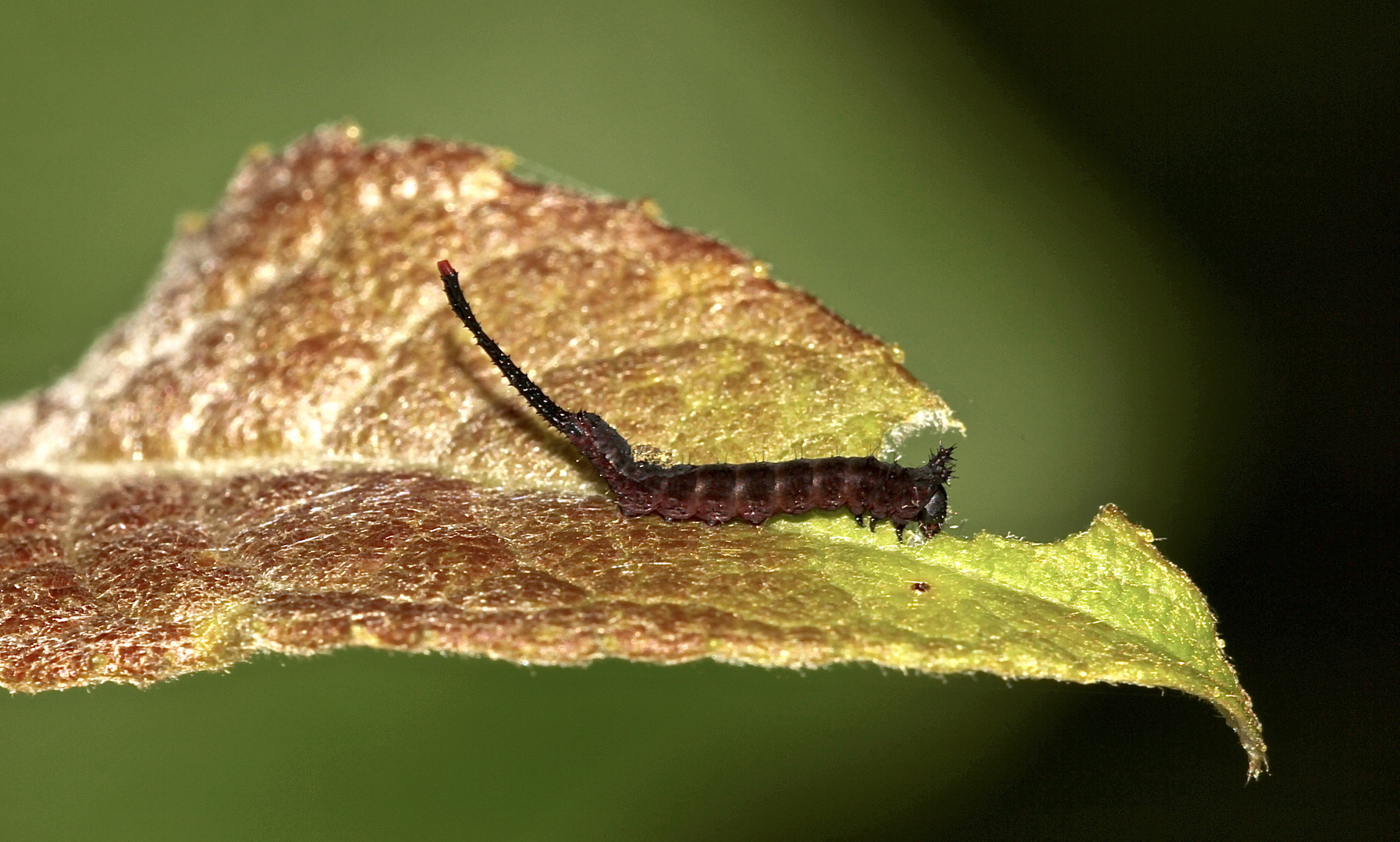 (Auflösung des gestrigen Ei-Rätsels:) Raupe des Großen Gabelschwanzes (Cerura vinula)