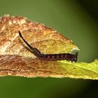 (Auflösung des gestrigen Ei-Rätsels:) Raupe des Großen Gabelschwanzes (Cerura vinula)