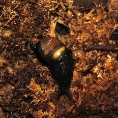 Auflösung des gestrigen Rätsels: OHRFÖRMIGE GLASSCHNECKE (EUCOBRESIA DIAPHANA)!