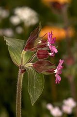 Auflösung des Knospenrätsels vom 15.4.: ROTE LICHTNELKE (Silene dioica)