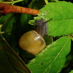 Auflösung des RÄTSELs für Roland vom 6.7.12: EINE SCHNECKE !