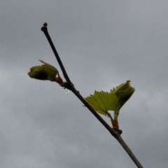 Auflösung des RÄTSELs von gestern: Die Weinrebe!