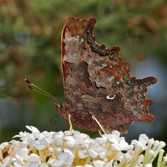 AUFLÖSUNG DES "SKORPIONSFISCH"- RÄTSELS vom 22.8.13: C-Falter (Polygonia c-album)