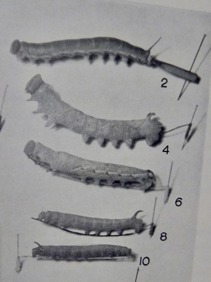 Auflösung des Sonntagsrätsels von gestern: PLATYSPHINX PIABILIS