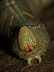 Auflösung des Sonntagsrätsels von gestern: PLATYSPHINX PIABILIS