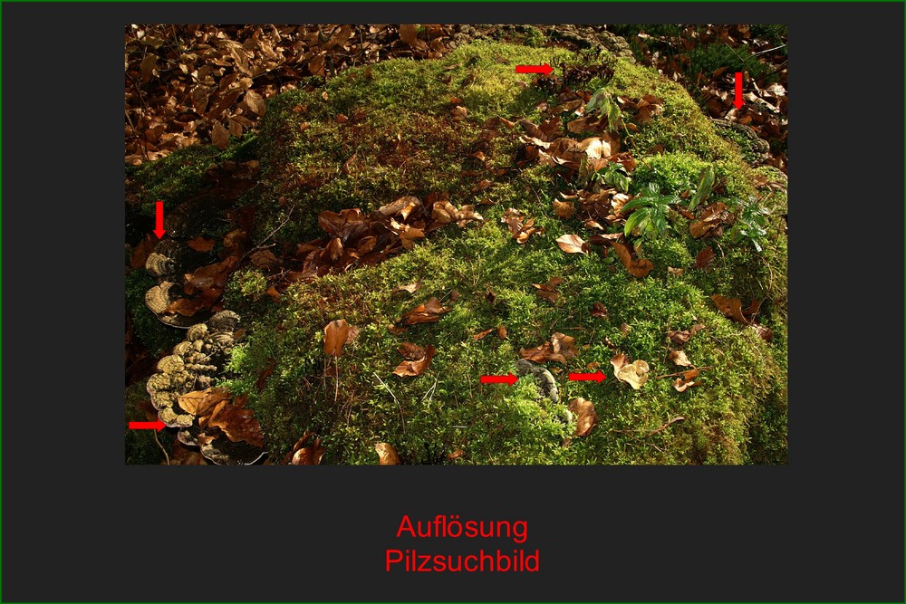 Auflösung "Pilzsuchspiel" am Biotop-Baumstumpf