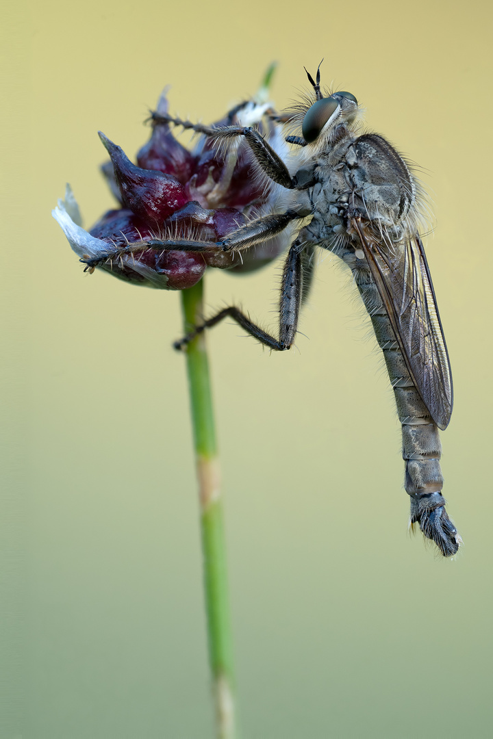 Auflösung Rätsel, die Raubfliege