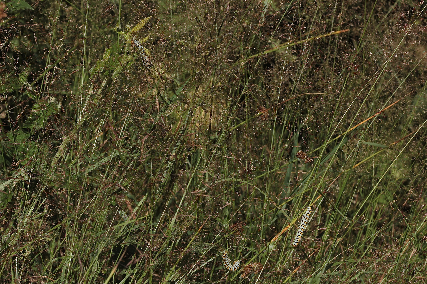 Auflösung Sonntagsrätsel vom 1.7.18: Raupe des Braunwurzmönchs (Cucullia scrophulariae) - I