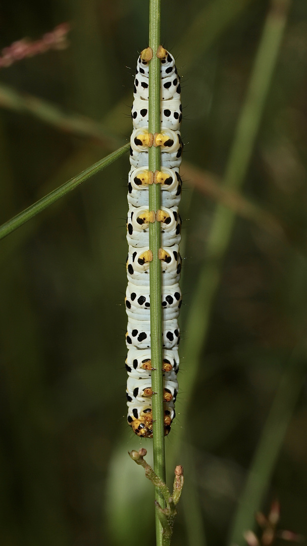 Auflösung Sonntagsrätsel vom 1.7.18: Raupe des Braunwurzmönchs (Cucullia scrophulariae) - II