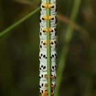 Auflösung Sonntagsrätsel vom 1.7.18: Raupe des Braunwurzmönchs (Cucullia scrophulariae) - II