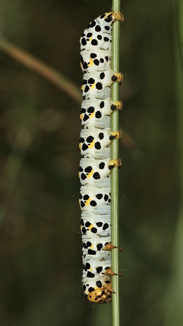 Auflösung Sonntagsrätsel vom 1.7.18: Raupe des Braunwurzmönchs (Cucullia scrophulariae) - III