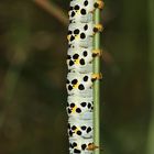 Auflösung Sonntagsrätsel vom 1.7.18: Raupe des Braunwurzmönchs (Cucullia scrophulariae) - III