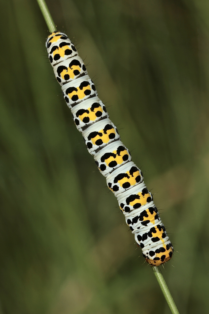 Auflösung Sonntagsrätsel vom 1.7.18: Raupe des Braunwurzmönchs (Cucullia scrophulariae) - IV