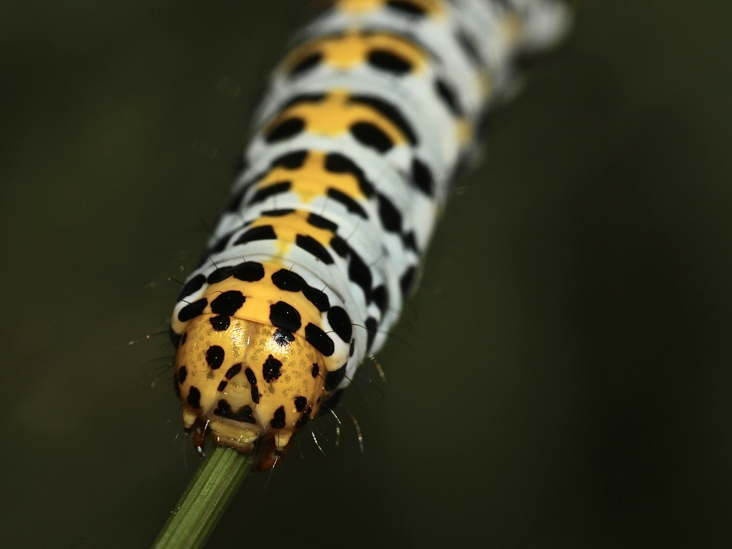 Auflösung Sonntagsrätsel vom 1.7.18: Raupe des Braunwurzmönchs (Cucullia scrophulariae) - V