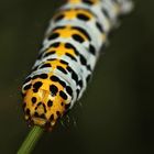 Auflösung Sonntagsrätsel vom 1.7.18: Raupe des Braunwurzmönchs (Cucullia scrophulariae) - V